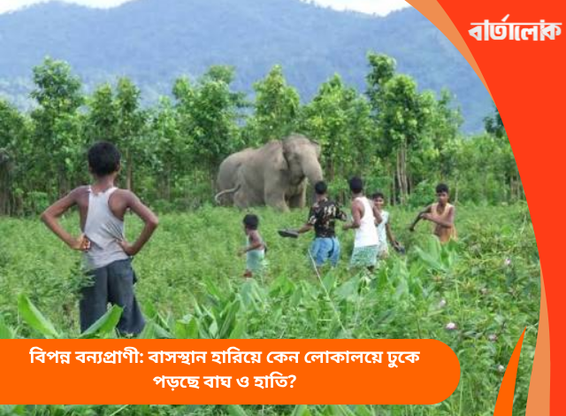 বিপন্ন বন্যপ্রাণী: বাসস্থান হারিয়ে কেন লোকালয়ে ঢুকে পড়ছে বাঘ ও হাতি?