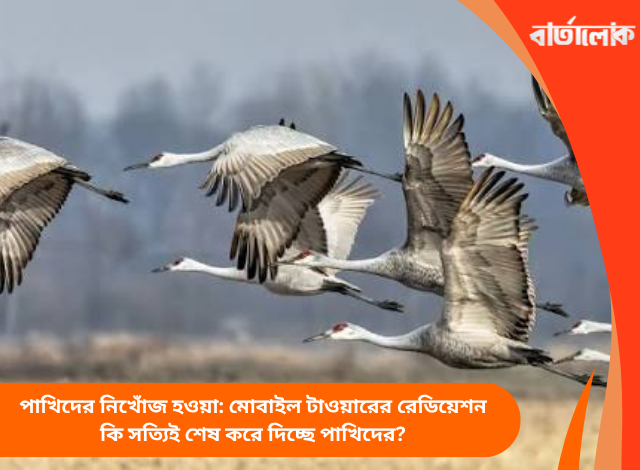 পাখিদের নিখোঁজ হওয়া: মোবাইল টাওয়ারের রেডিয়েশন কি সত্যিই শেষ করে দিচ্ছে পাখিদের?