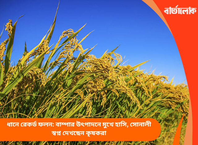ধানে রেকর্ড ফলন: বাম্পার উৎপাদনে মুখে হাসি, সোনালী স্বপ্ন দেখছেন কৃষকরা