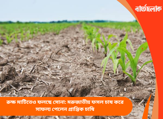 রুক্ষ মাটিতেও ফলছে সোনা: মরুজাতীয় ফসল চাষ করে সাফল্য পেলেন প্রান্তিক চাষি