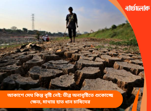 আকাশে মেঘ কিন্তু বৃষ্টি নেই: তীব্র অনাবৃষ্টিতে শুকোচ্ছে ক্ষেত, মাথায় হাত ধান চাষিদের