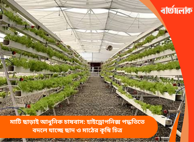মাটি ছাড়াই আধুনিক চাষবাস: হাইড্রোপনিক্স পদ্ধতিতে বদলে যাচ্ছে ছাদ ও মাঠের কৃষি চিত্র