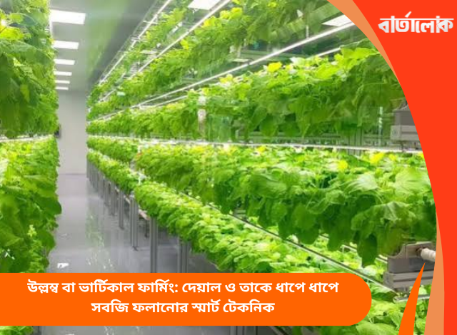 উল্লম্ব বা ভার্টিকাল ফার্মিং: দেয়াল ও তাকে ধাপে ধাপে সবজি ফলানোর স্মার্ট টেকনিক