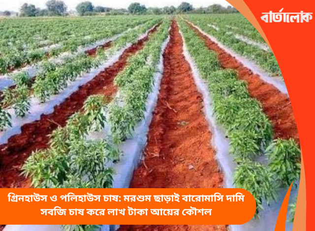 গ্রিনহাউস ও পলিহাউস চাষ: মরশুম ছাড়াই বারোমাসি দামি সবজি চাষ করে লাখ টাকা আয়ের কৌশল