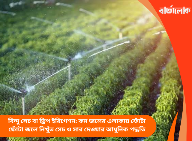 বিন্দু সেচ বা ড্রিপ ইরিগেশন: কম জলের এলাকায় ফোঁটা ফোঁটা জলে নিখুঁত সেচ ও সার দেওয়ার আধুনিক পদ্ধতি