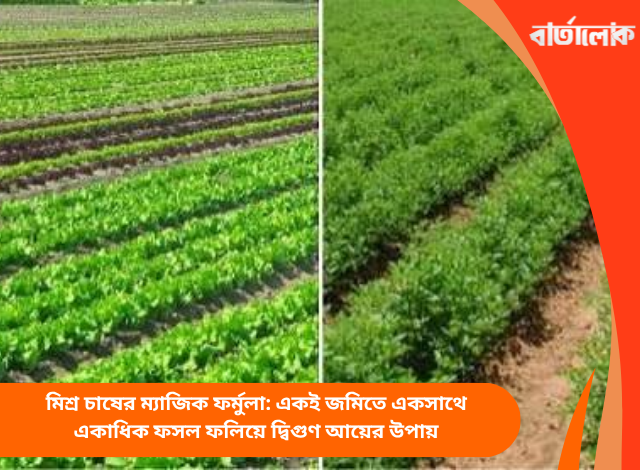 মিশ্র চাষের ম্যাজিক ফর্মুলা: একই জমিতে একসাথে একাধিক ফসল ফলিয়ে দ্বিগুণ আয়ের উপায়