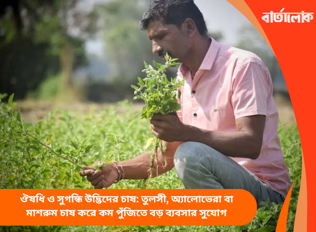 ঔষধি ও সুগন্ধি উদ্ভিদের চাষ: তুলসী, অ্যালোভেরা বা মাশরুম চাষ করে কম পুঁজিতে বড় ব্যবসার সুযোগ