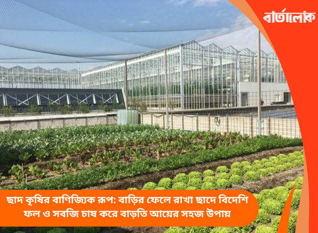 ছাদ কৃষির বাণিজ্যিক রূপ: বাড়ির ফেলে রাখা ছাদে বিদেশি ফল ও সবজি চাষ করে বাড়তি আয়ের সহজ উপায়