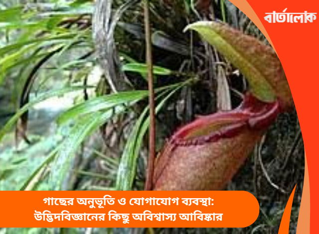 গাছের অনুভূতি ও যোগাযোগ ব্যবস্থা: উদ্ভিদবিজ্ঞানের কিছু অবিশ্বাস্য আবিষ্কার