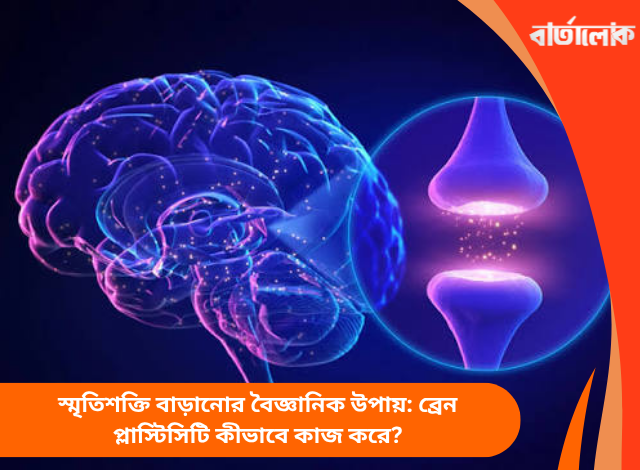 স্মৃতিশক্তি বাড়ানোর বৈজ্ঞানিক উপায়: ব্রেন প্লাস্টিসিটি কীভাবে কাজ করে?