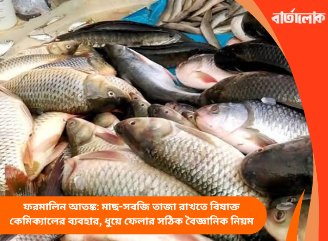 ফরমালিন আতঙ্ক: মাছ-সবজি তাজা রাখতে বিষাক্ত কেমিক্যালের ব্যবহার, ধুয়ে ফেলার সঠিক বৈজ্ঞানিক নিয়ম