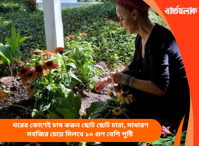 ঘরের কোণেই চাষ করুন ছোট ছোট চারা, সাধারণ সবজির চেয়ে মিলবে ১০ গুণ বেশি পুষ্টি