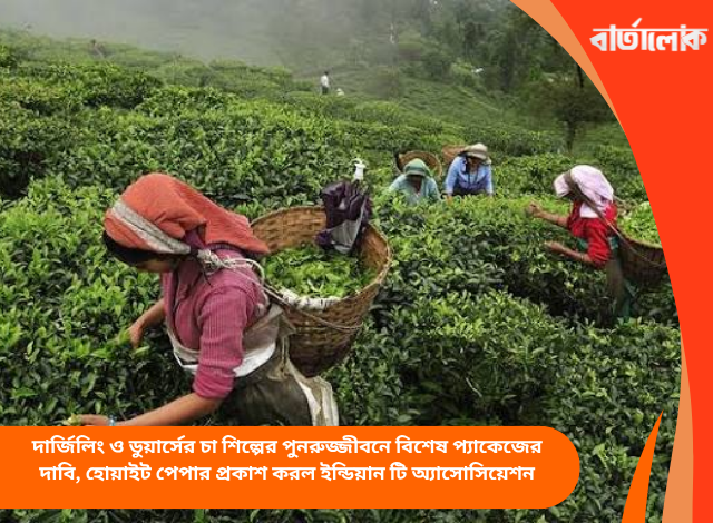 দার্জিলিং ও ডুয়ার্সের চা শিল্পের পুনরুজ্জীবনে বিশেষ প্যাকেজের দাবি, হোয়াইট পেপার প্রকাশ করল ইন্ডিয়ান টি অ্যাসোসিয়েশন