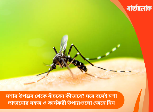মশার উপদ্রব থেকে বাঁচবেন কীভাবে? ঘরে বসেই মশা তাড়ানোর সহজ ও কার্যকরী উপায়গুলো জেনে নিন