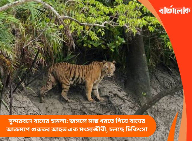 সুন্দরবনে বাঘের হামলা: জঙ্গলে মাছ ধরতে গিয়ে বাঘের আক্রমণে গুরুতর আহত এক মৎস্যজীবী, চলছে চিকিৎসা