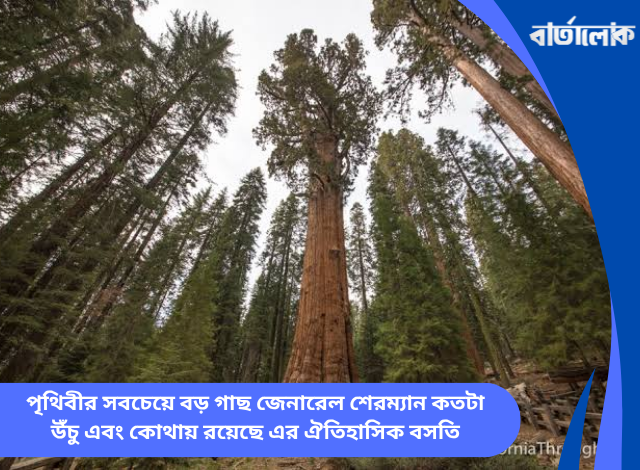 পৃথিবীর সবচেয়ে বড় গাছ জেনারেল শেরম্যান কতটা উঁচু এবং কোথায় রয়েছে এর ঐতিহাসিক বসতি