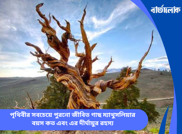 পৃথিবীর সবচেয়ে পুরনো জীবিত গাছ ম্যাথুসলিয়ার বয়স কত এবং এর দীর্ঘায়ুর রহস্য