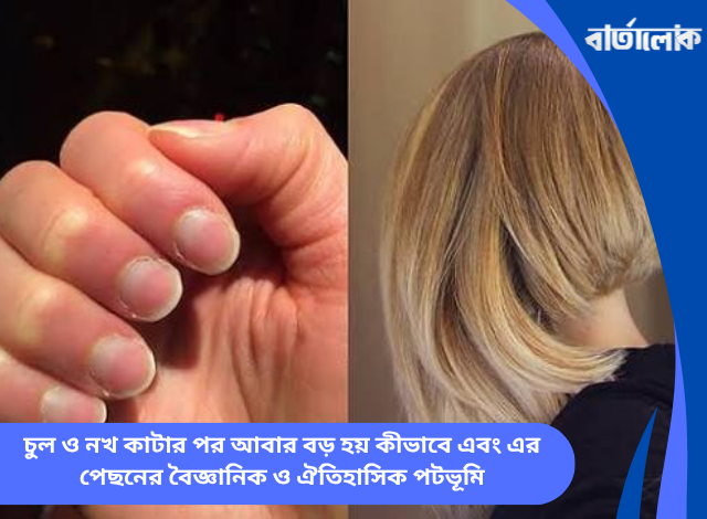 চুল ও নখ কাটার পর আবার বড় হয় কীভাবে এবং এর পেছনের বৈজ্ঞানিক ও ঐতিহাসিক পটভূমি