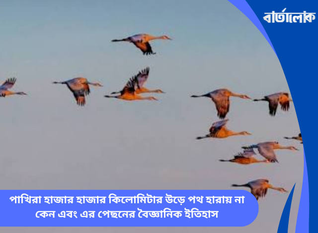 পাখিরা হাজার হাজার কিলোমিটার উড়ে পথ হারায় না কেন এবং এর পেছনের বৈজ্ঞানিক ইতিহাস
