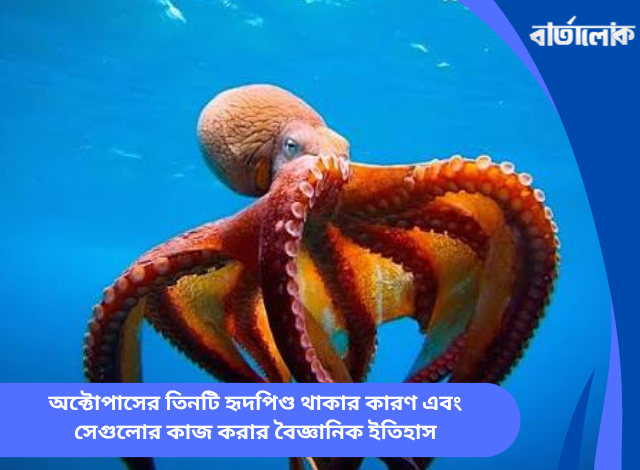 অক্টোপাসের তিনটি হৃদপিণ্ড থাকার কারণ এবং সেগুলোর কাজ করার বৈজ্ঞানিক ইতিহাস