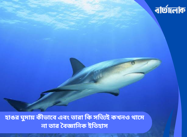 হাঙর ঘুমায় কীভাবে এবং তারা কি সত্যিই কখনও থামে না তার বৈজ্ঞানিক ইতিহাস