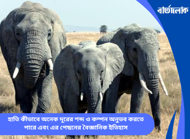 হাতি কীভাবে অনেক দূরের শব্দ ও কম্পন অনুভব করতে পারে এবং এর পেছনের বৈজ্ঞানিক ইতিহাস