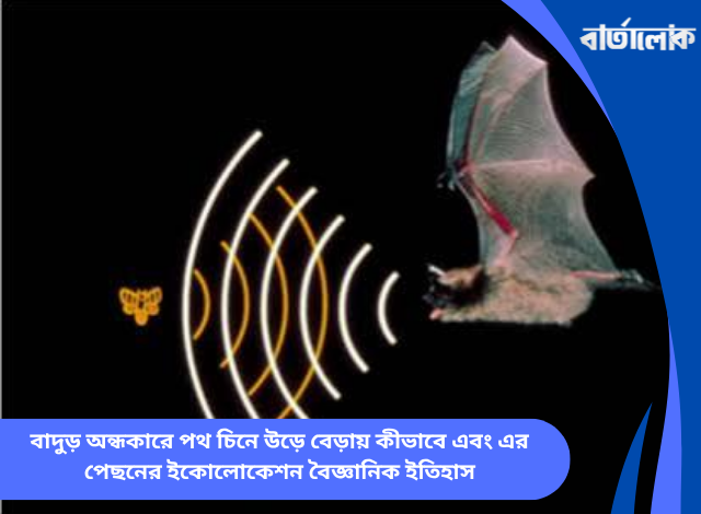 বাদুড় অন্ধকারে পথ চিনে উড়ে বেড়ায় কীভাবে এবং এর পেছনের ইকোলোকেশন বৈজ্ঞানিক ইতিহাস
