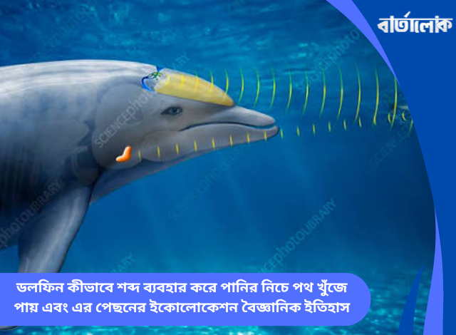 ডলফিন কীভাবে শব্দ ব্যবহার করে পানির নিচে পথ খুঁজে পায় এবং এর পেছনের ইকোলোকেশন বৈজ্ঞানিক ইতিহাস