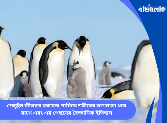 পেঙ্গুইন কীভাবে বরফের পানিতে শরীরের তাপমাত্রা ধরে রাখে এবং এর পেছনের বৈজ্ঞানিক ইতিহাস