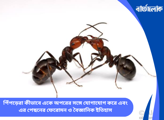 পিঁপড়েরা কীভাবে একে অপরের সঙ্গে যোগাযোগ করে এবং এর পেছনের ফেরোমন ও বৈজ্ঞানিক ইতিহাস