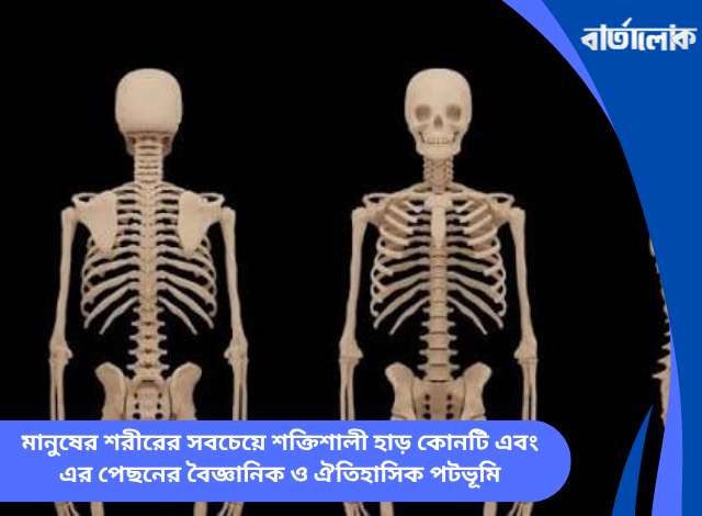 মানুষের শরীরের সবচেয়ে শক্তিশালী হাড় কোনটি এবং এর পেছনের বৈজ্ঞানিক ও ঐতিহাসিক পটভূমি