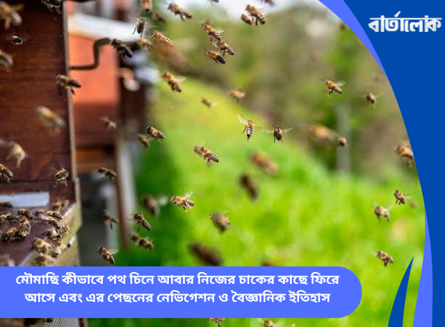 মৌমাছি কীভাবে পথ চিনে আবার নিজের চাকের কাছে ফিরে আসে এবং এর পেছনের নেভিগেশন ও বৈজ্ঞানিক ইতিহাস